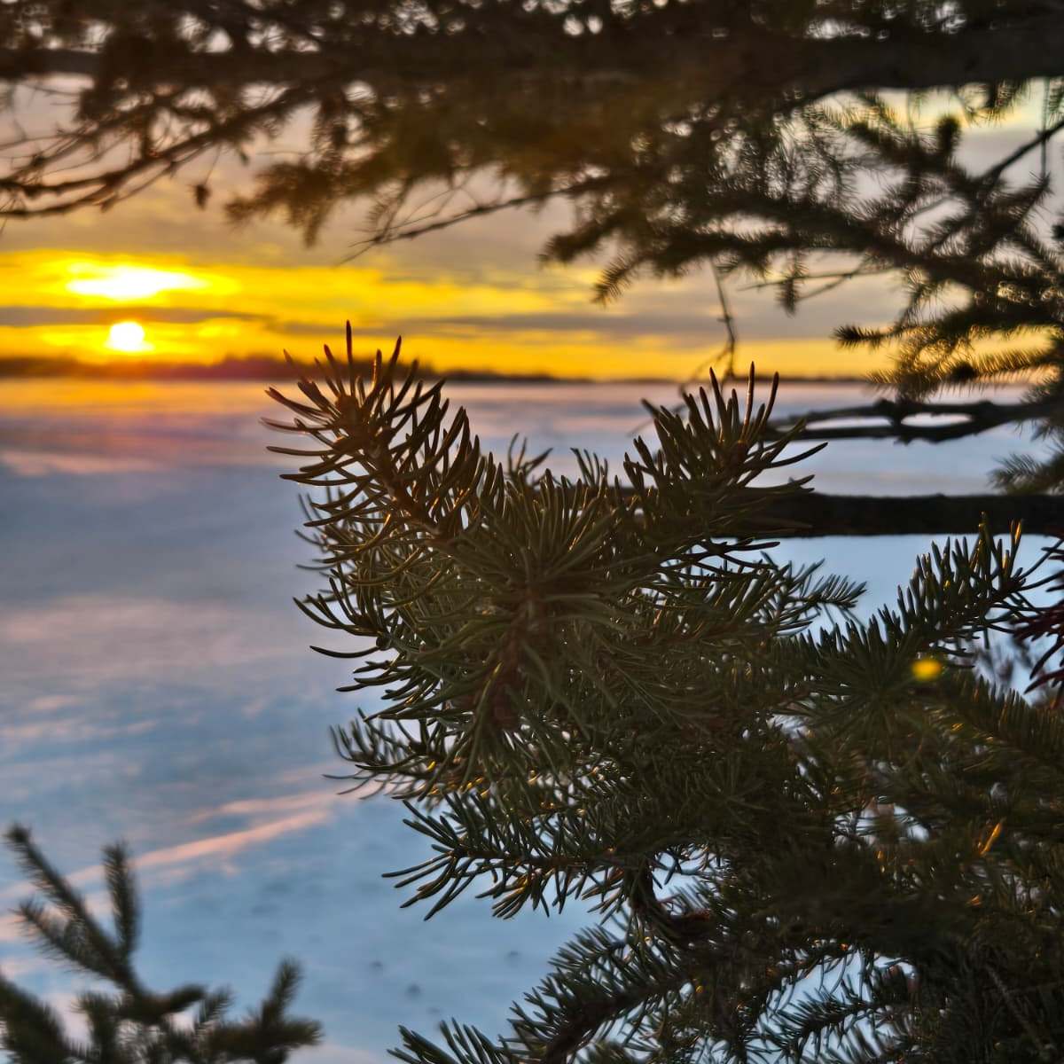 The Frost-Bitten Sun